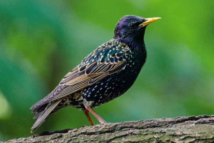 What to feed Starlings