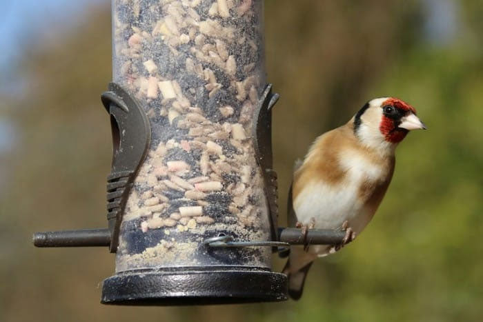 What to feed to attach gold finches to the garden