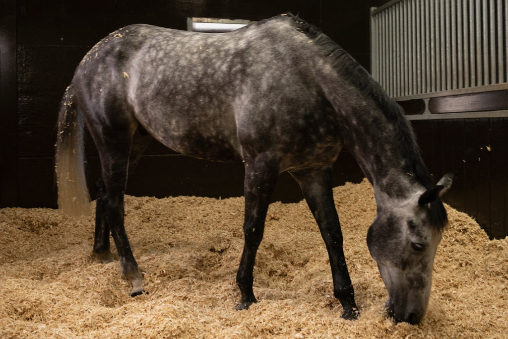 Horse on bedding