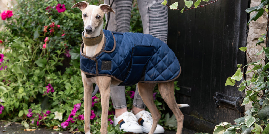 Dog wearing a blue coat