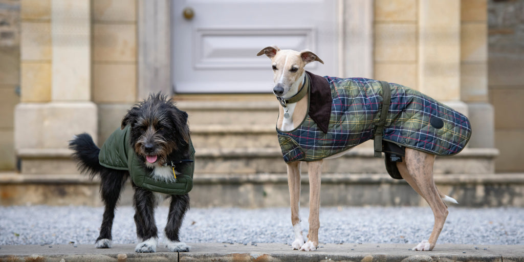 Two dogs wearing coats