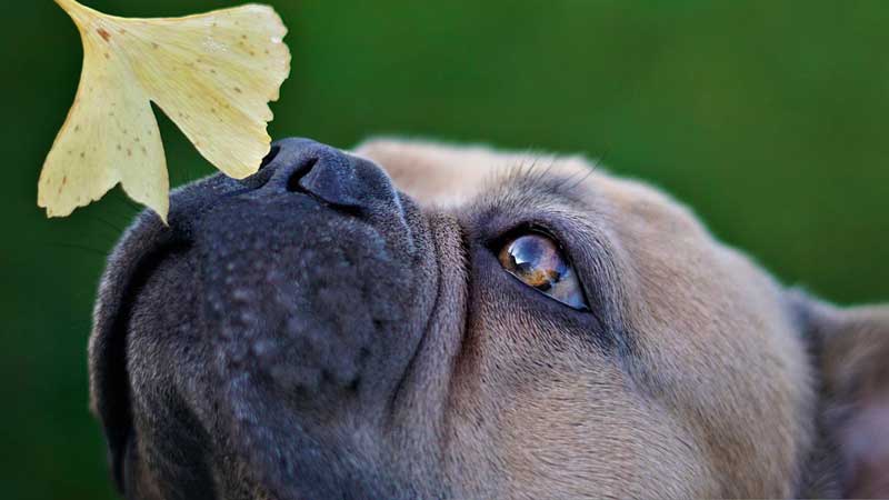 Dog sniffing a leaf outdoors