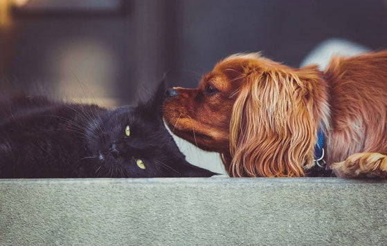 Cat & Dog