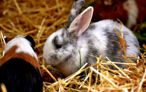 Rabbit and guinea pig