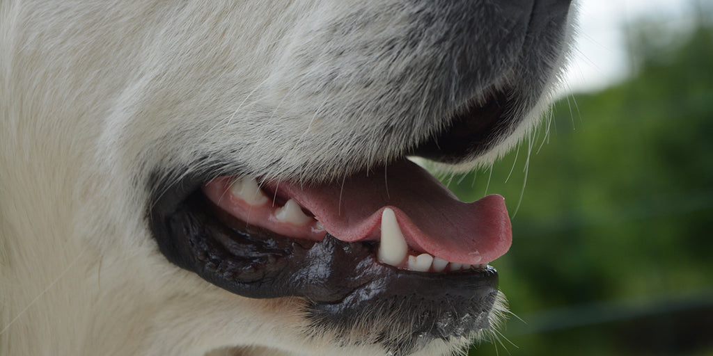 Dog's teeth