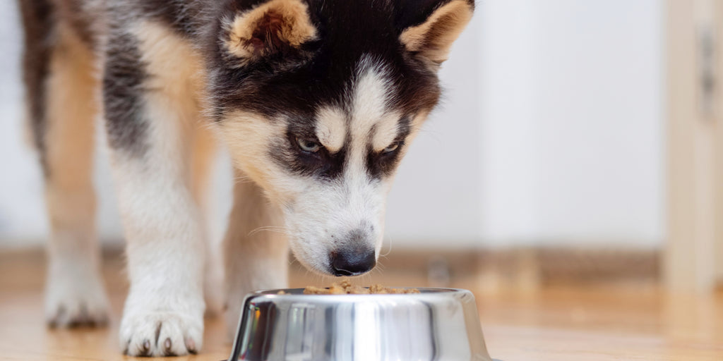 Puppy husky with bowl of dog food