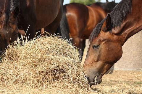 Horse eating hay