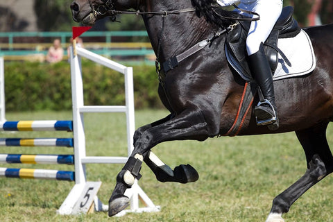 Competition horse