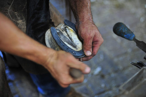 Farrier fitting a horse shoe