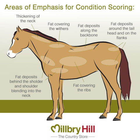 Chart Guide for Condition Scoring a Horse