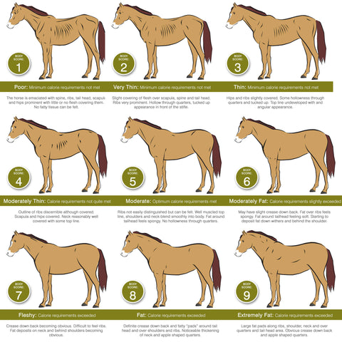 How-to-Body-Condition-Score-Horses-_-Ponies_480x480.jpg