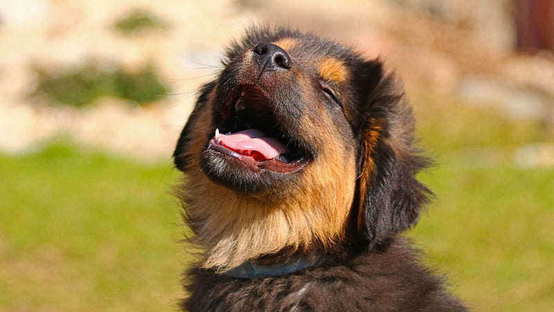 Puppy enjoying the outdoors