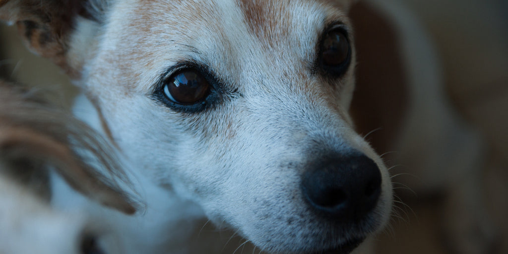 Old Jack Russell dog