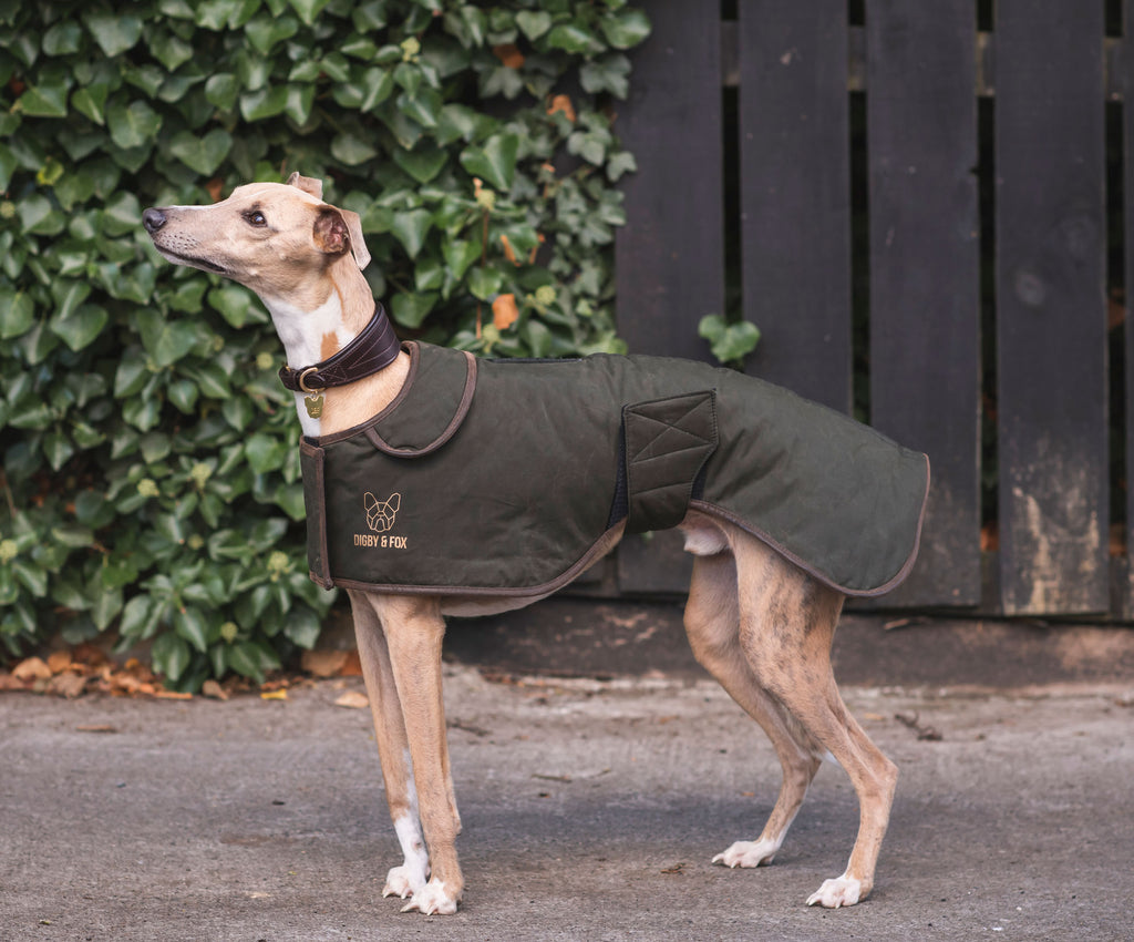 Whippet in green coat