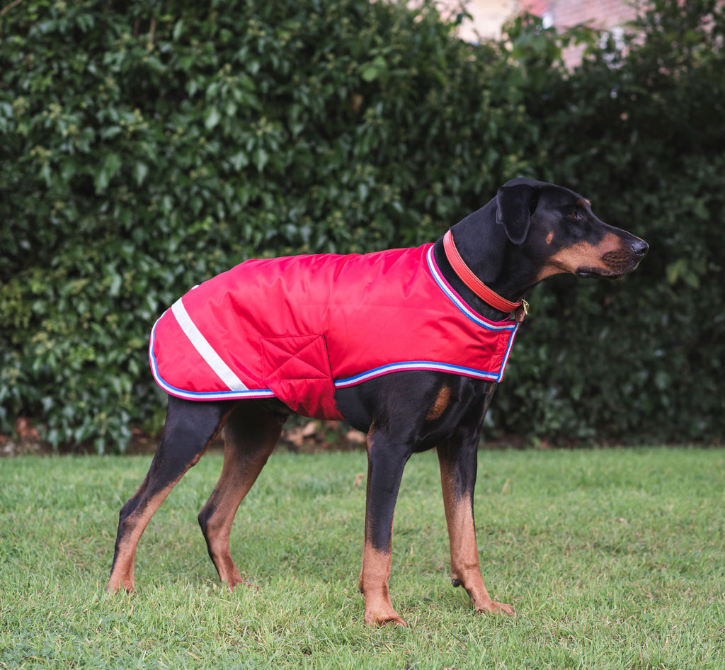 Doberman wearing a red coat