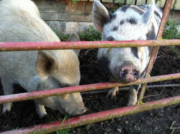 Pot-bellied pigs at Fletchers Farm