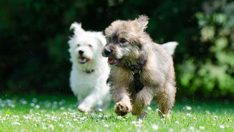 Puppy Learning to Play with Other Dogs