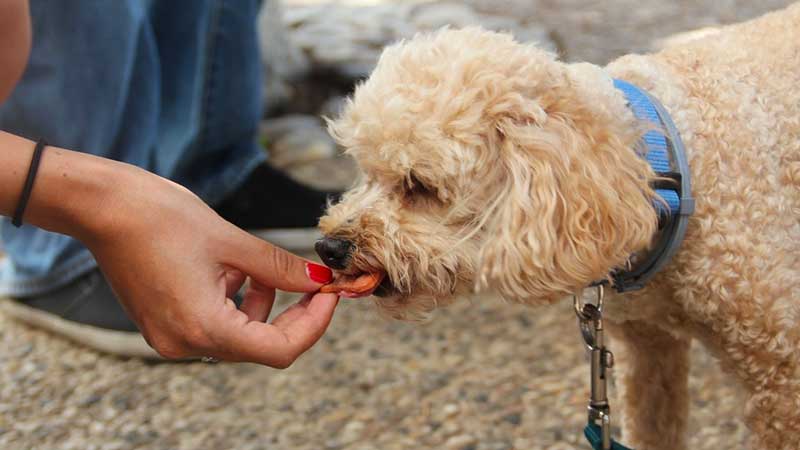 Puppy being given a training treat