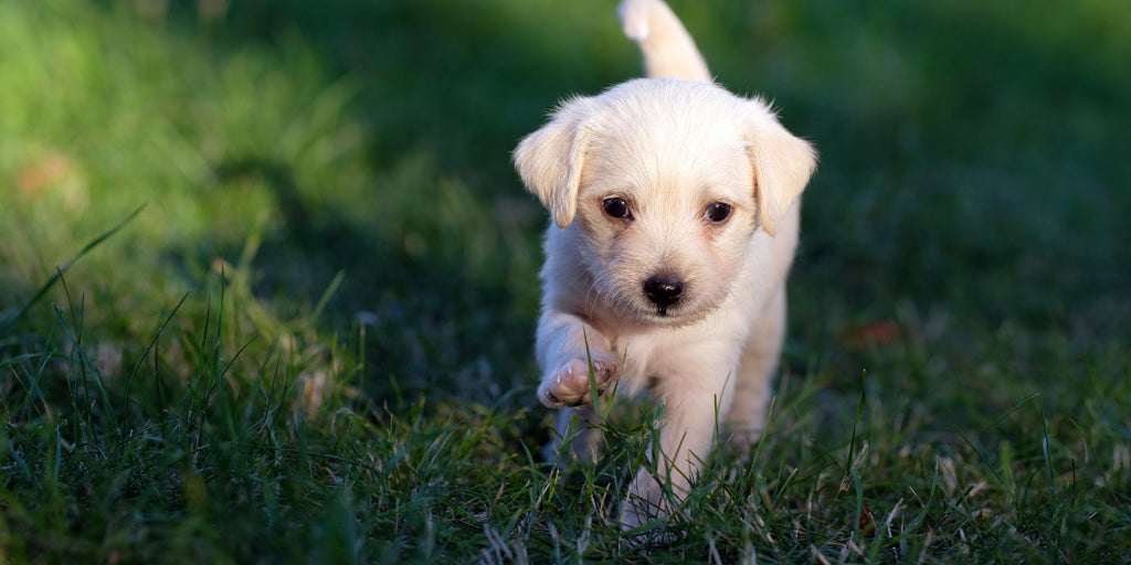 Puppy on grass