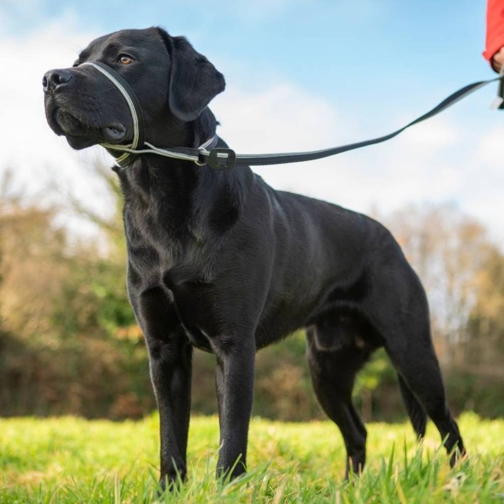 Gencon Clip To Collar, Training Dog Lead