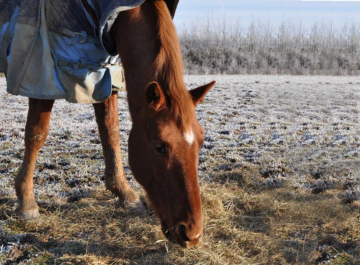 Horse eating hay off the ground in a snowy field