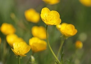 Horses Shouldn't Eat Buttercups