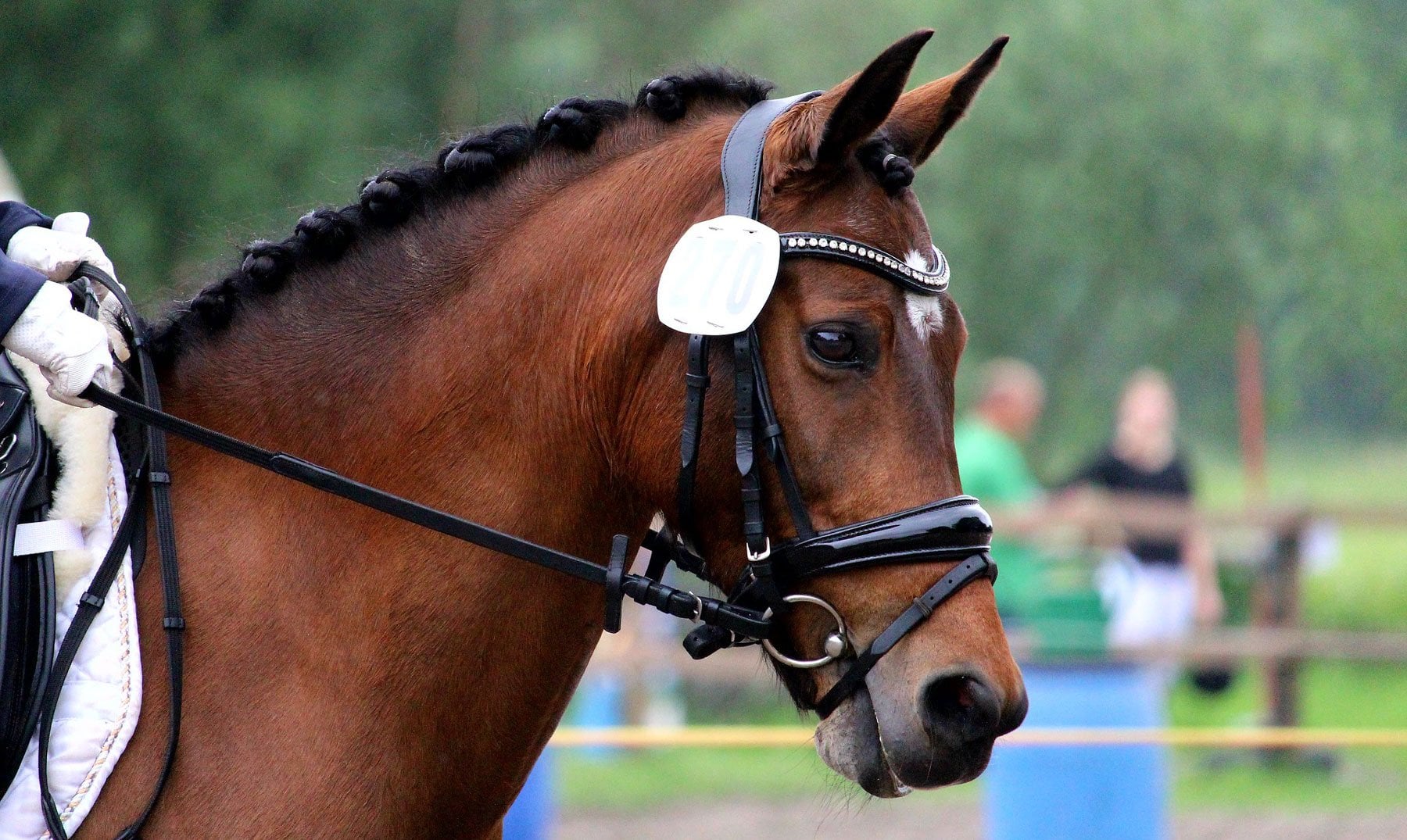 A guide to Dressage for Beginners