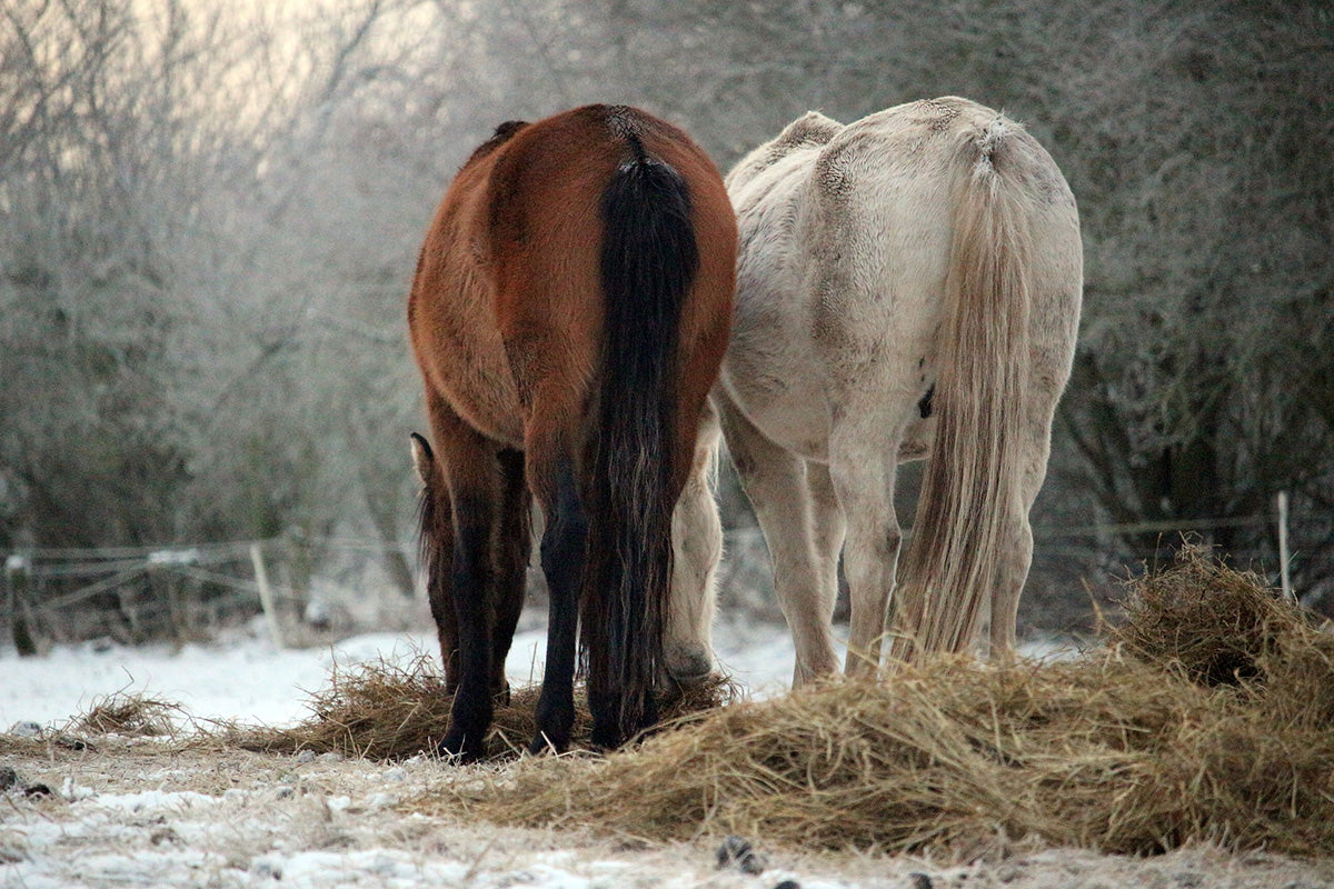 Horses grazing forage in winter