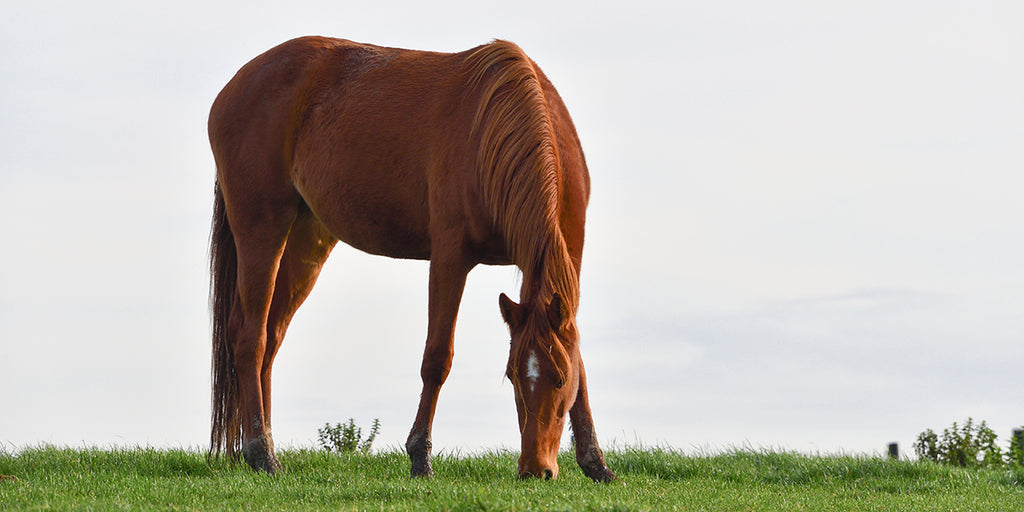 Horse in a field