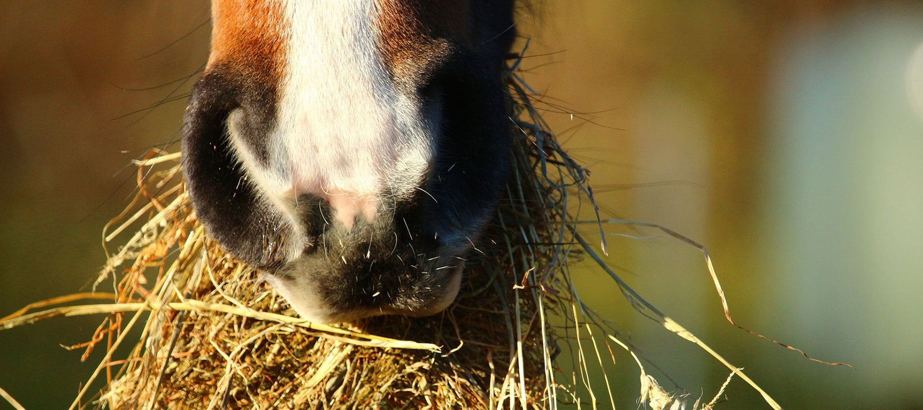 What do Horses Eat?