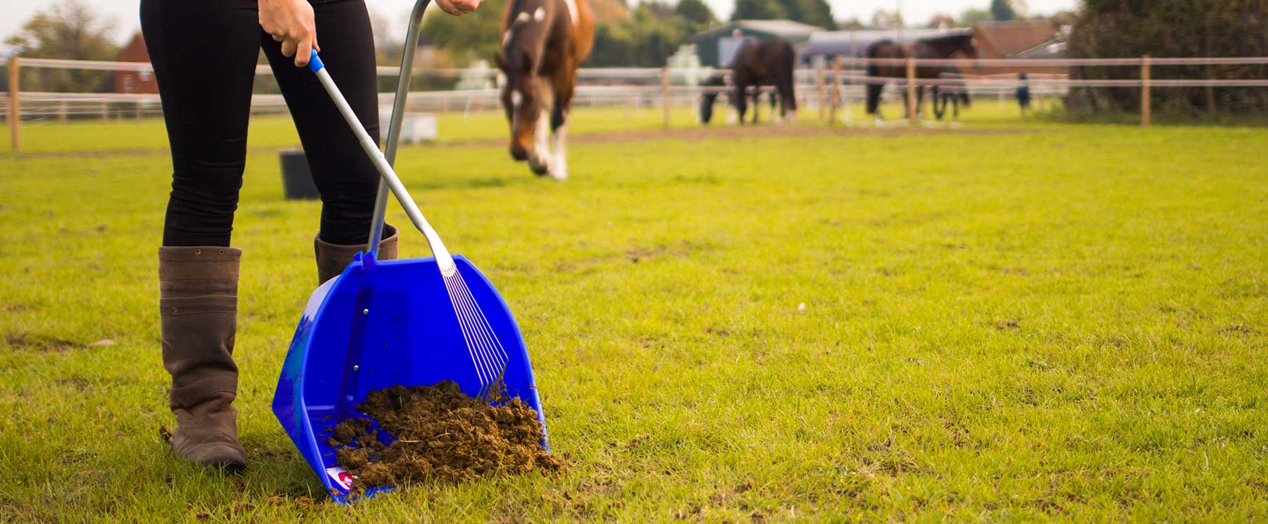Poo Picking a Horse Paddock with a Muck Scoop and Rake