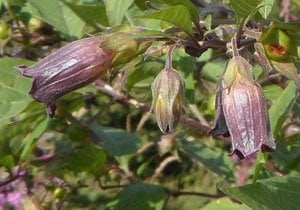 Horses Shouldn't Eat Deadly Nightshade