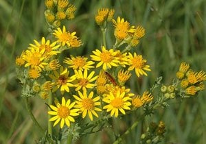 Horses Shouldn't Eat Ragwort