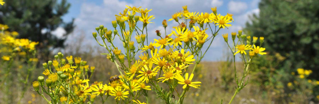 Ragwort growing in a field