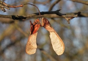 Horses Shouldn't Eat Sycamore