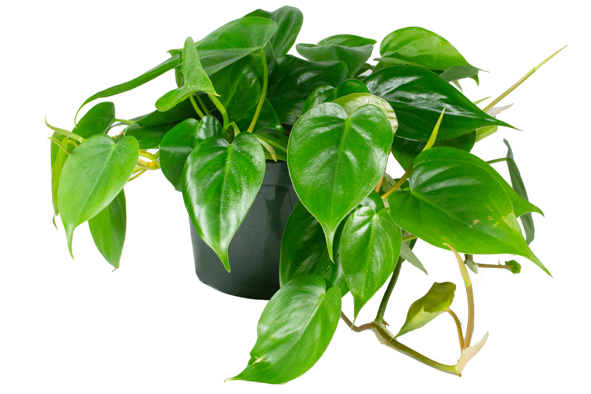 Philodendron Cordatum - The Standard Design Group