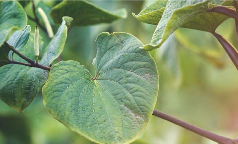 Kava Leaves | Root of Happiness