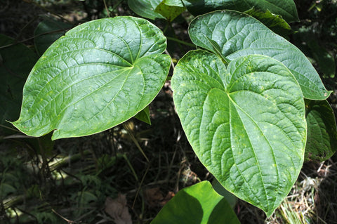 Kava Chemotypes | Root of Happiness