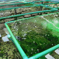 kelp aquaculture