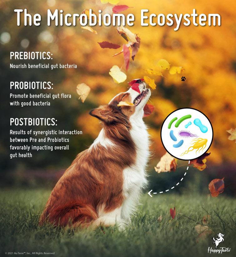 happytails-canine-wellness-The-Microbiome-Ecosystem