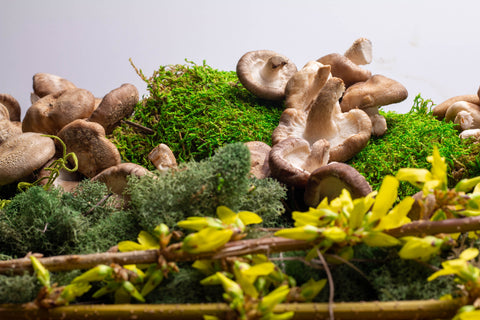 Mushrooms and yellow flowers on green moss