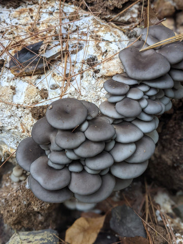 Oyster second flush