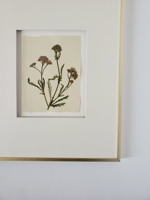 Herbarium Boards – Preservation Press