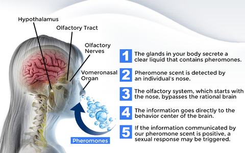 Folamour™ Men's Pheromone Perfume Spray