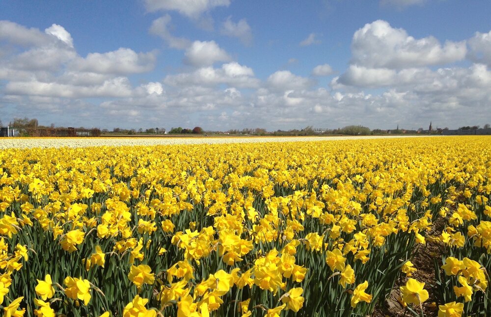 Daffodils in the bulb fields