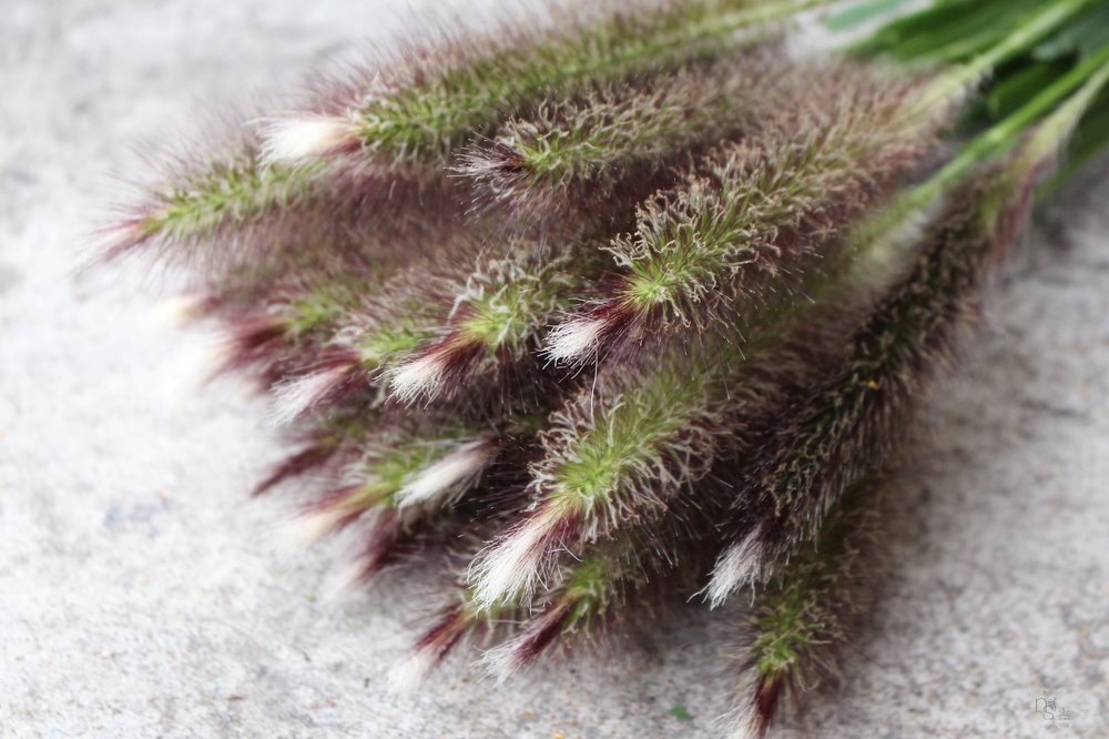 Pennisetum Grass