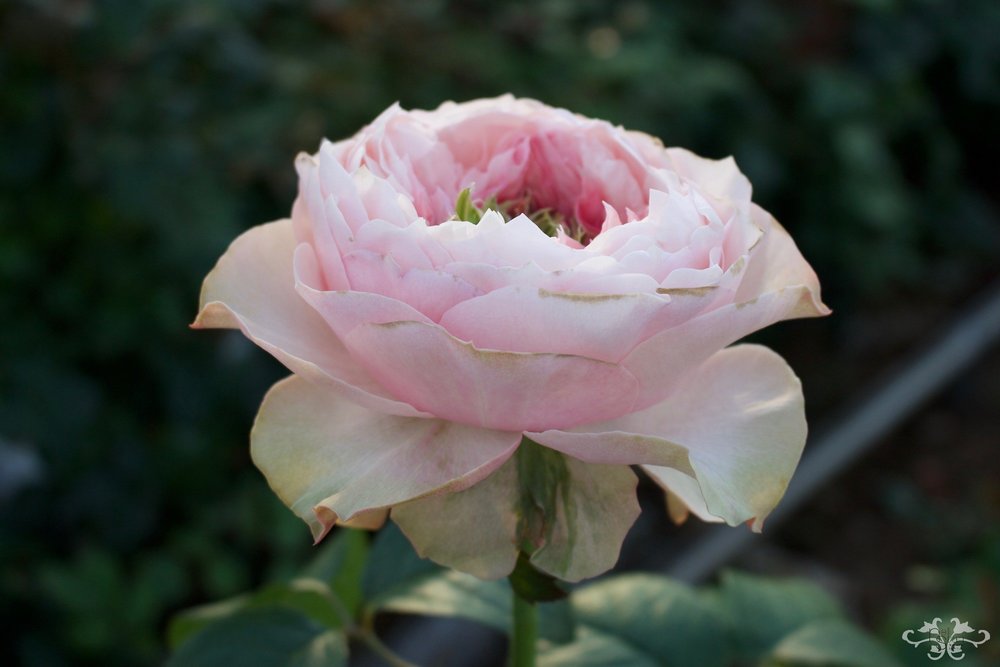 Bloomsbury Rose, garden shape with a minor grass heart and delightful fragrance