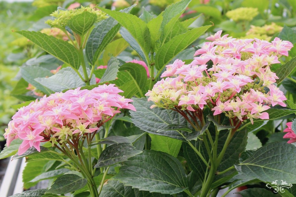 rare Hydrangea varieties at Neill Strain Belgravia