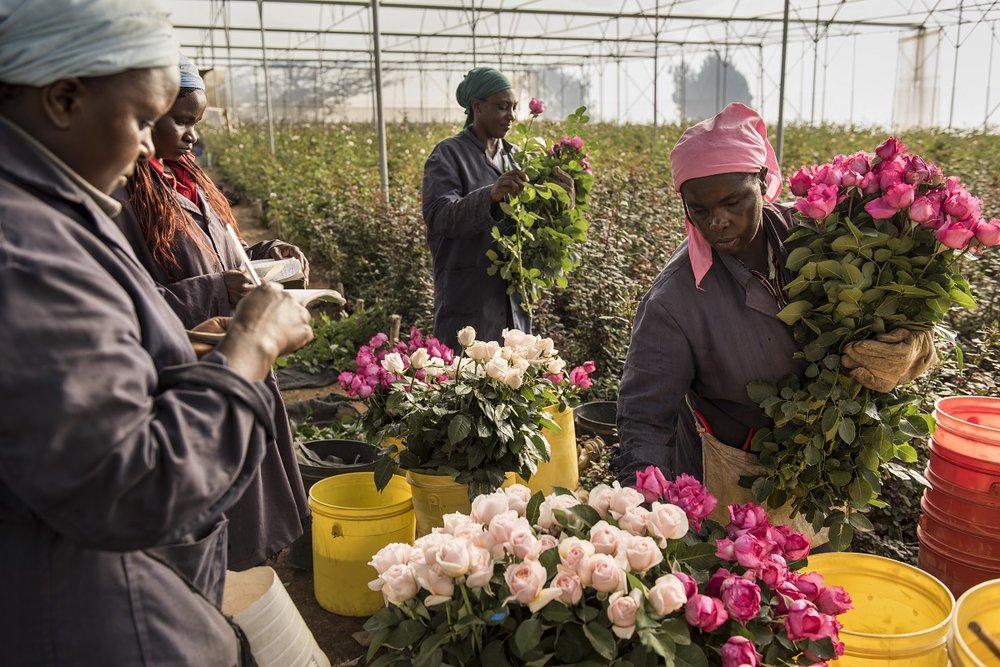 Damasque Roses being picked for Neill Strain Floral Couture at the farm in Kenya.