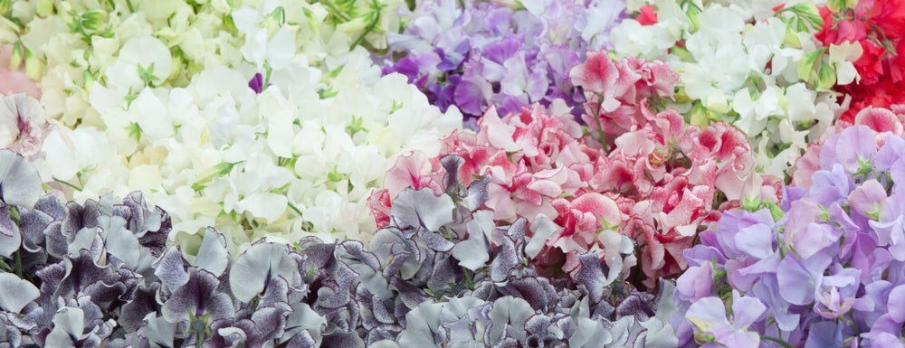 Lathyrus commonly known as Sweet Peas are one of the summer's most intensely scented flowers